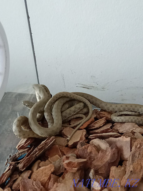 Водяной уж, малыши 7 месяцев Темиртау - изображение 1