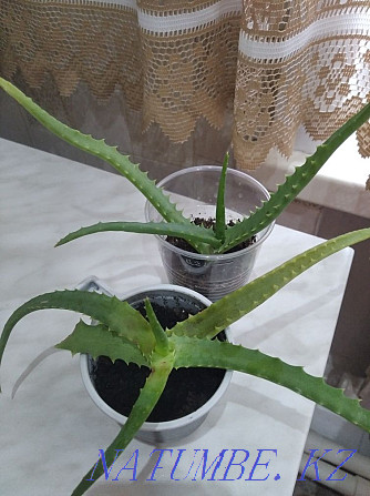 Aloe vera. Therapeutic. Sorang - photo 1
