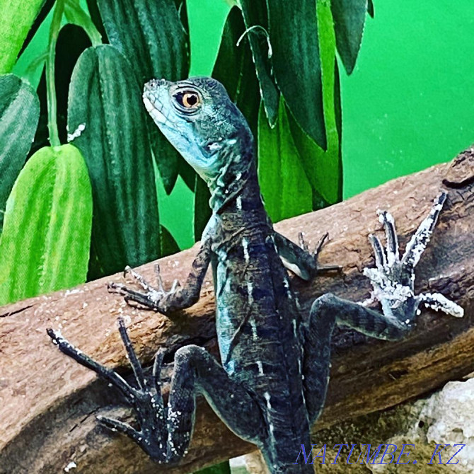 Basilisks in the Living Corner in Taugul Almaty - photo 1