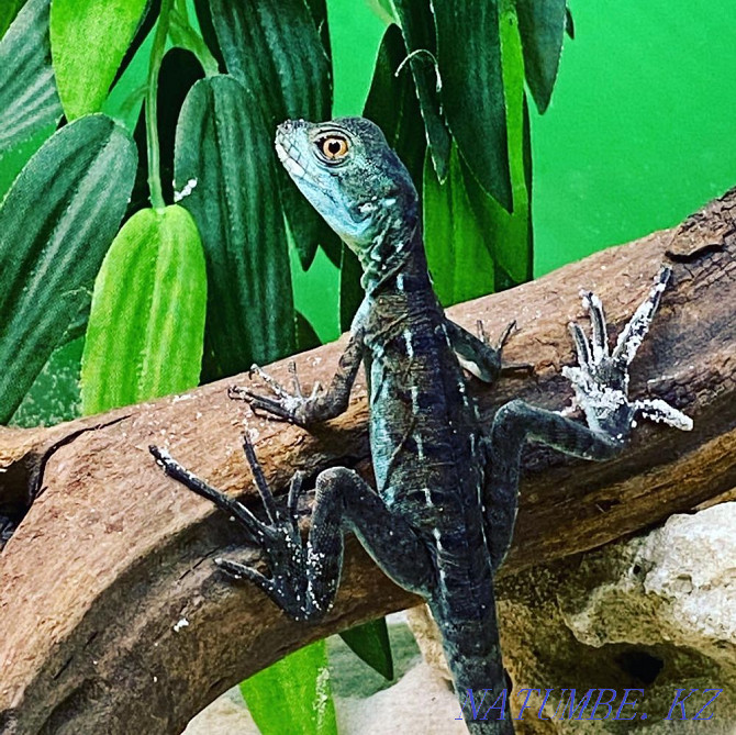 Basilisks in the Living Corner in Taugul Almaty - photo 4