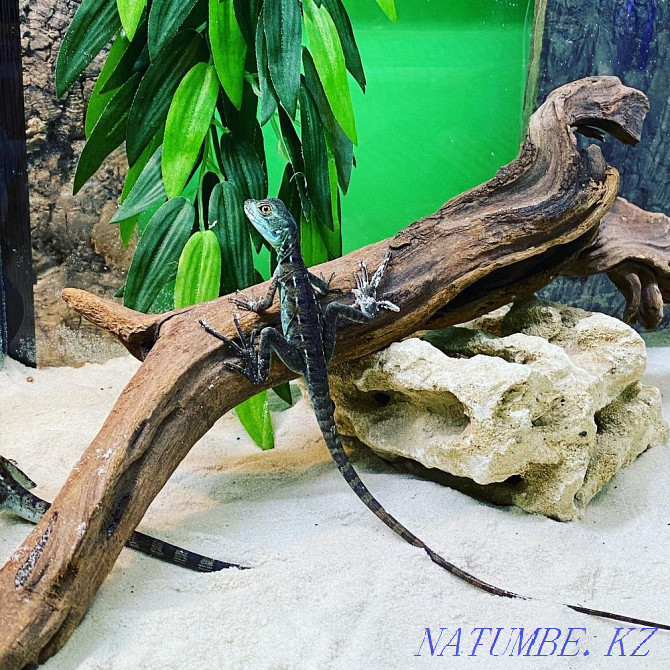 Basilisks in the Living Corner in Taugul Almaty - photo 2