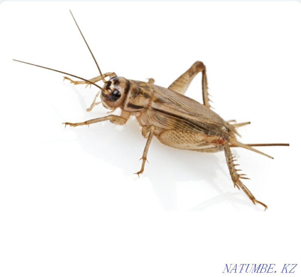 House cricket. Price for 20pcs. Great treat for reptiles. Astana - photo 1