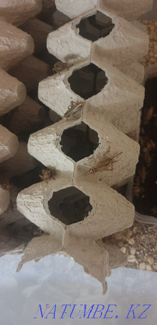 House cricket. Price for 20pcs. Great treat for reptiles. Astana - photo 3