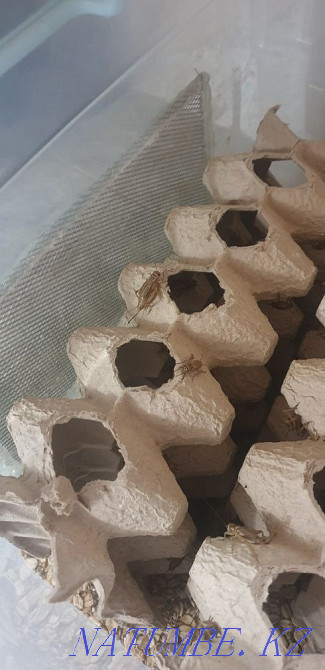 House cricket. Price for 20pcs. Great treat for reptiles. Astana - photo 4