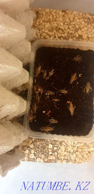 House cricket. Price for 20pcs. Great treat for reptiles. Astana - photo 2