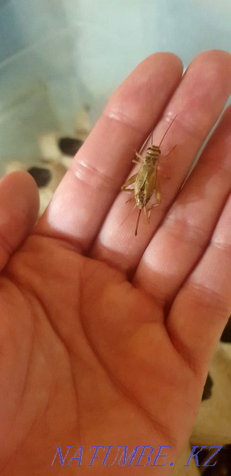 House cricket. Price for 20pcs. Great treat for reptiles. Astana - photo 5