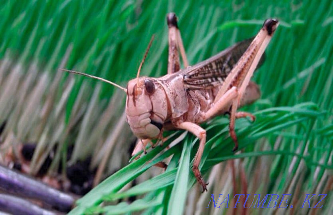 Selling locusts. Desert Locust. Astana - photo 3
