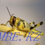 Selling locusts. Desert Locust. Astana - photo 1