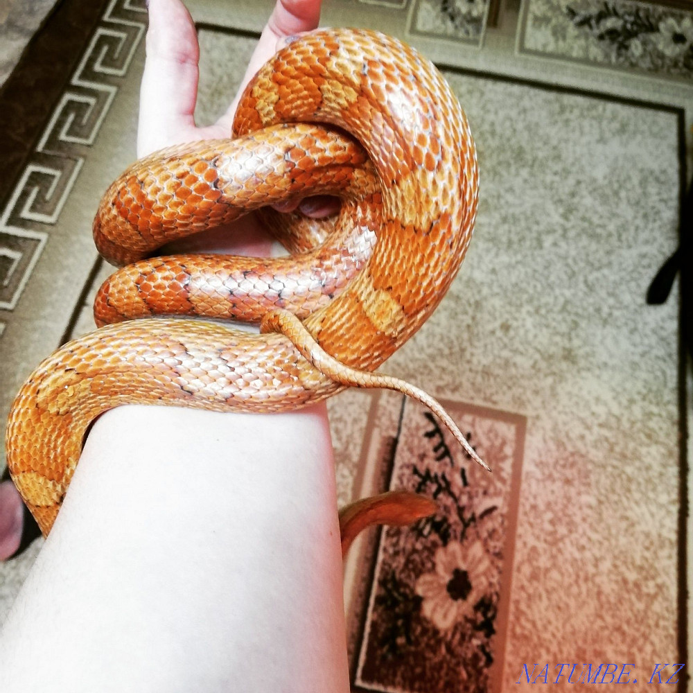 corn snake for sale Rudnyy - photo 1