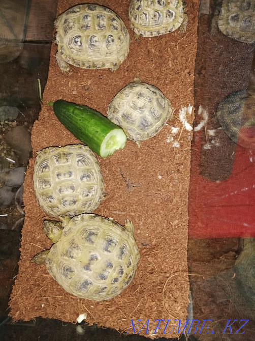 Turtle land Central Asian Rudnyy - photo 1