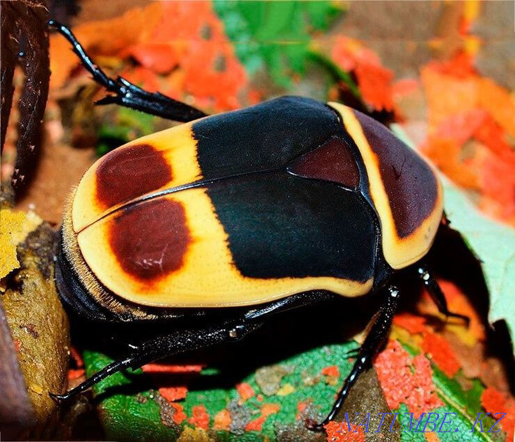 Beetles Pachnoda marginata  - photo 1