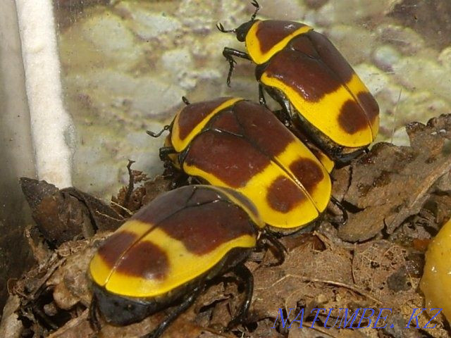 Beetles Pachnoda marginata  - photo 3