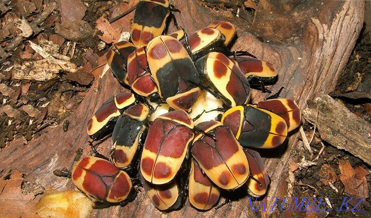 Beetles Pachnoda marginata  - photo 2