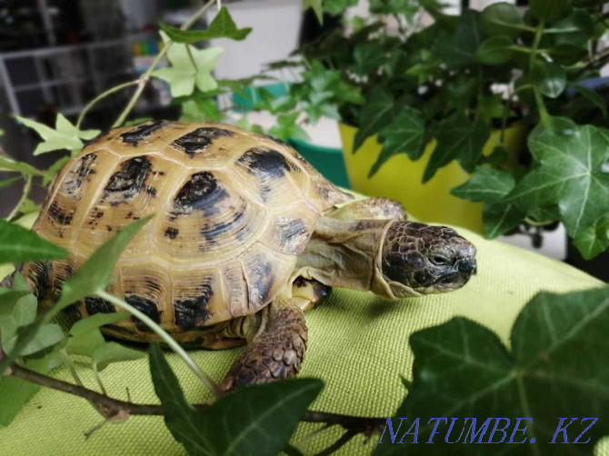 Central Asian tortoise Rudnyy - photo 5