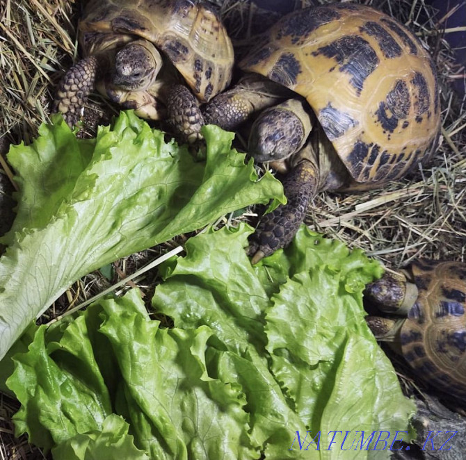 Central Asian tortoise Rudnyy - photo 4