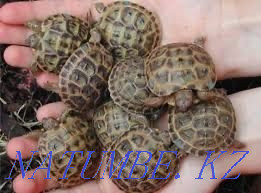 Central Asian tortoise Rudnyy - photo 3