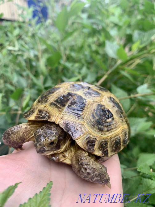 Черепаха сухопутная среднеазиатская Рудный - изображение 2