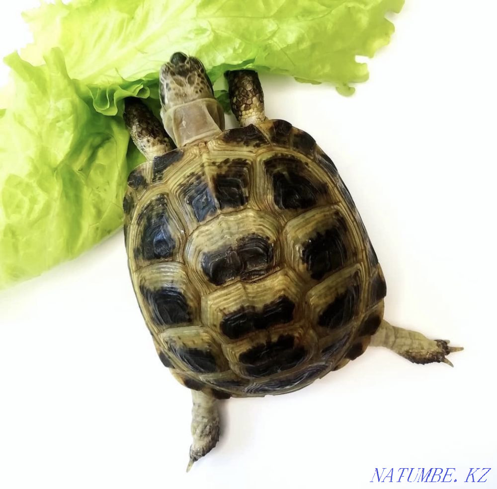 Черепаха сухопутная среднеазиатская Рудный - изображение 1