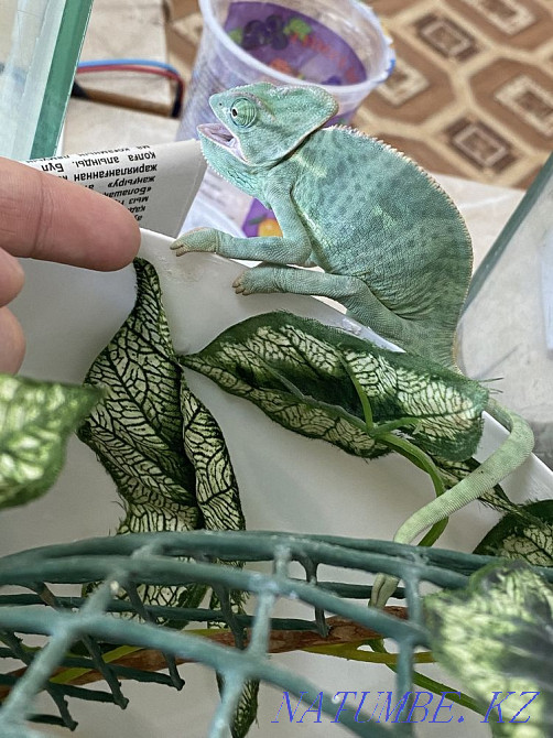 Хамелеон йеменский  - изображение 2