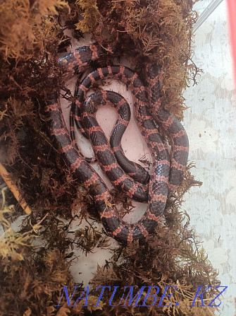 Sell Snake, red-belted dynodon exotic rare species Туздыбастау - photo 1