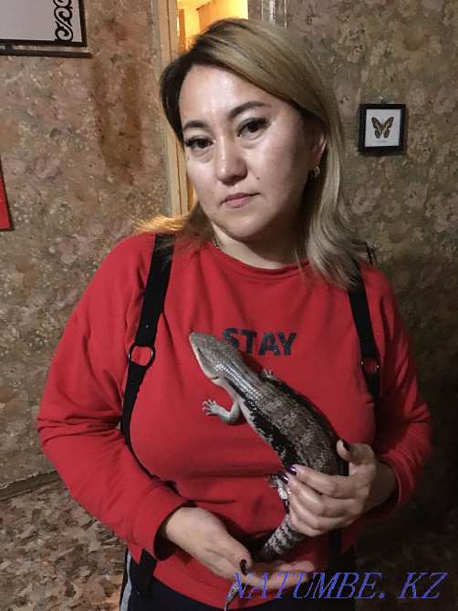 Australian tiliqua lizard. Very rare. adult Karagandy - photo 3