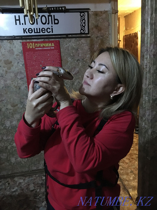 Australian tiliqua lizard. Very rare. adult Karagandy - photo 4