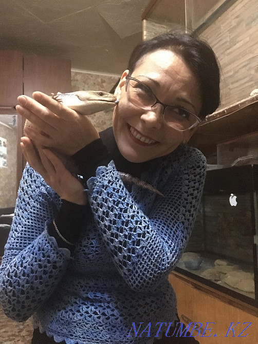 Australian tiliqua lizard. Very rare. adult Karagandy - photo 1