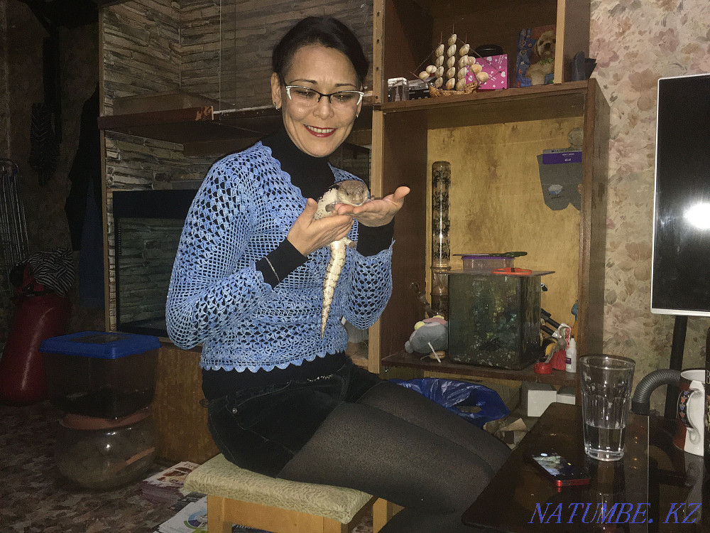 Australian tiliqua lizard. Very rare. adult Karagandy - photo 2