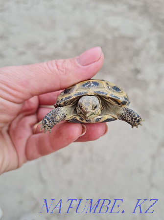 little turtle Almaty - photo 5