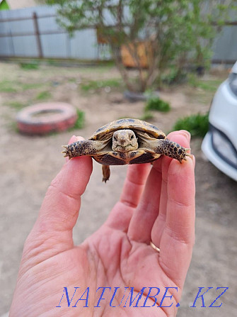 little turtle Almaty - photo 3