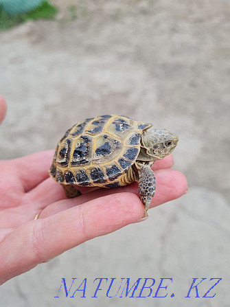 little turtle Almaty - photo 2