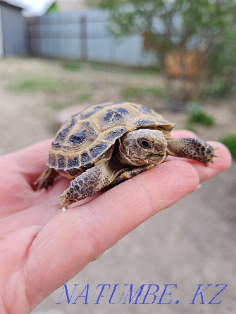 little turtle Almaty - photo 7