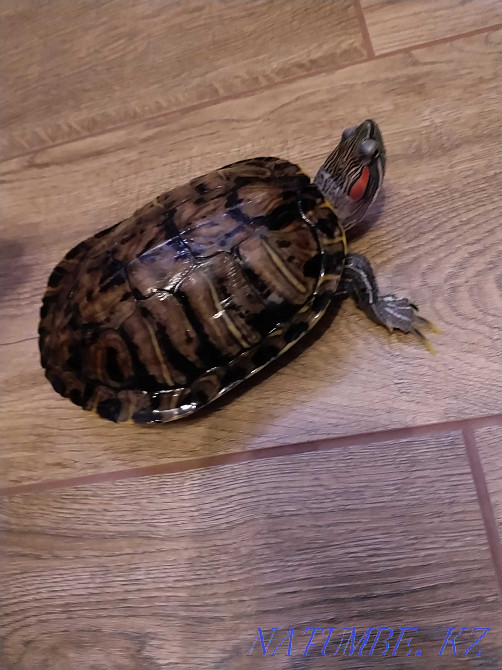 Красноухие черепахи, 2 мальчика Тараз - изображение 2