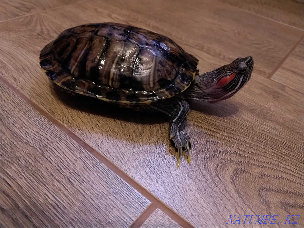 Красноухие черепахи, 2 мальчика Тараз - изображение 1