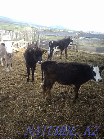 Selling one year old heifers  - photo 1