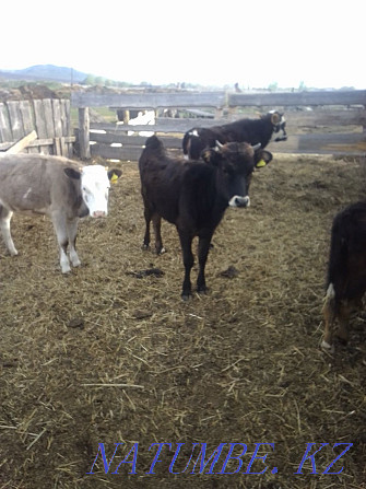 Selling one year old heifers  - photo 3