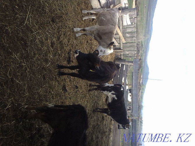 Selling one year old heifers  - photo 2