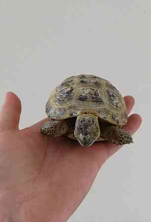 Черепаха сухопутная Kostanay