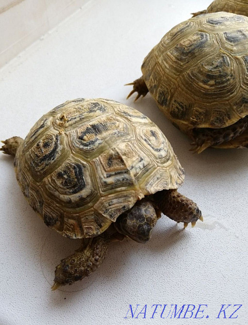 Turtle land Kostanay - photo 3