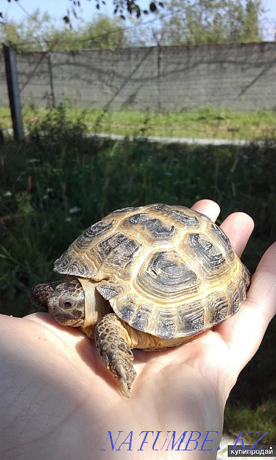 Land turtles Kostanay - photo 3