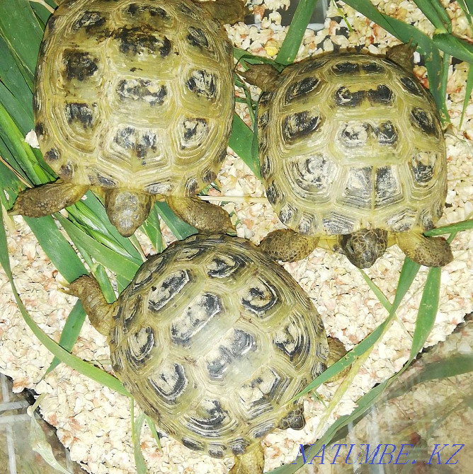 Land turtles Kostanay - photo 1