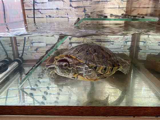 Черепаха красноухая Алматы