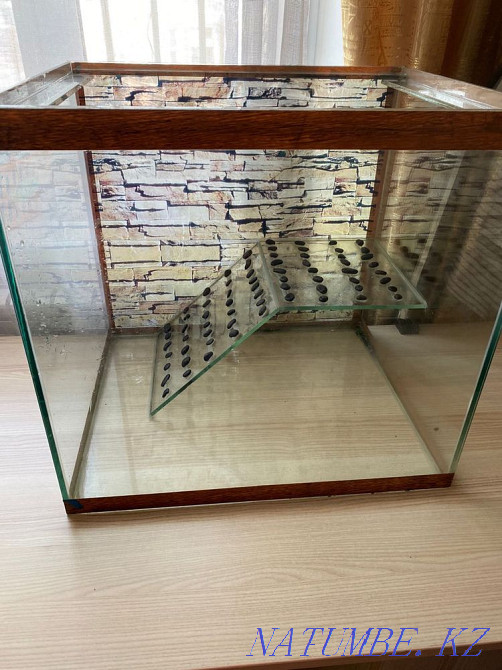 Red-eared turtle Almaty - photo 2