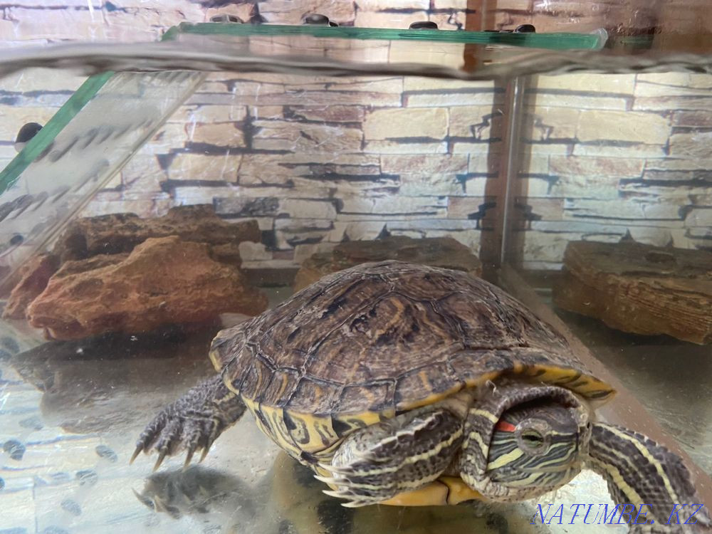 Red-eared turtle Almaty - photo 1