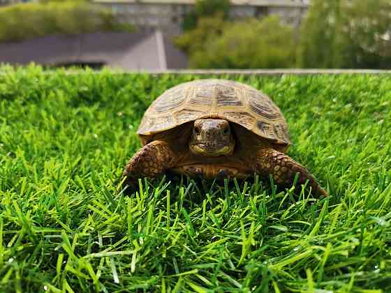 Сухопутная черепаха  Өскемен