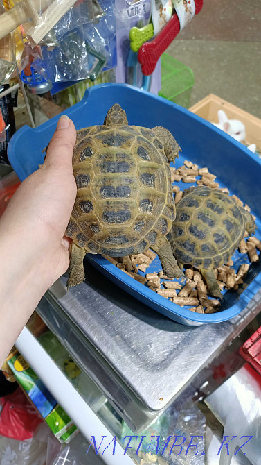 Сухопутная черепаха Усть-Каменогорск - изображение 1