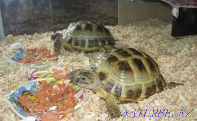 Продам двух черепах Жезказган - изображение 1