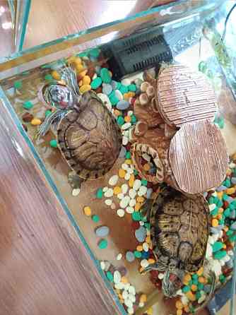 Продам морских черепах Astana