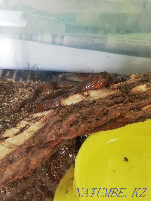 Полоз узорчатый морфы Реддиш  - изображение 3