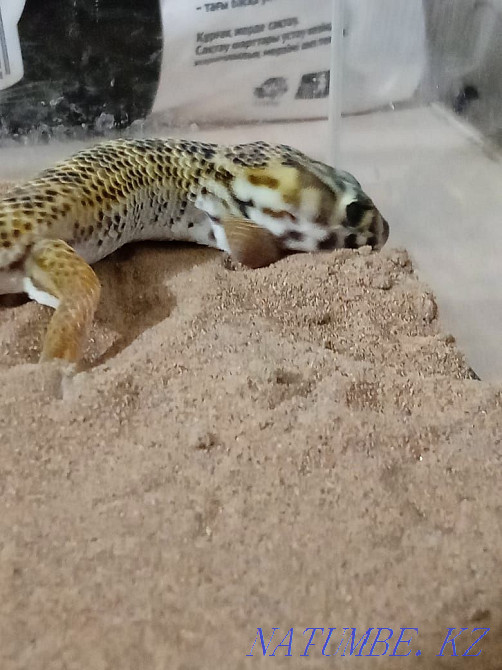 Sell skink gecko Almaty - photo 2